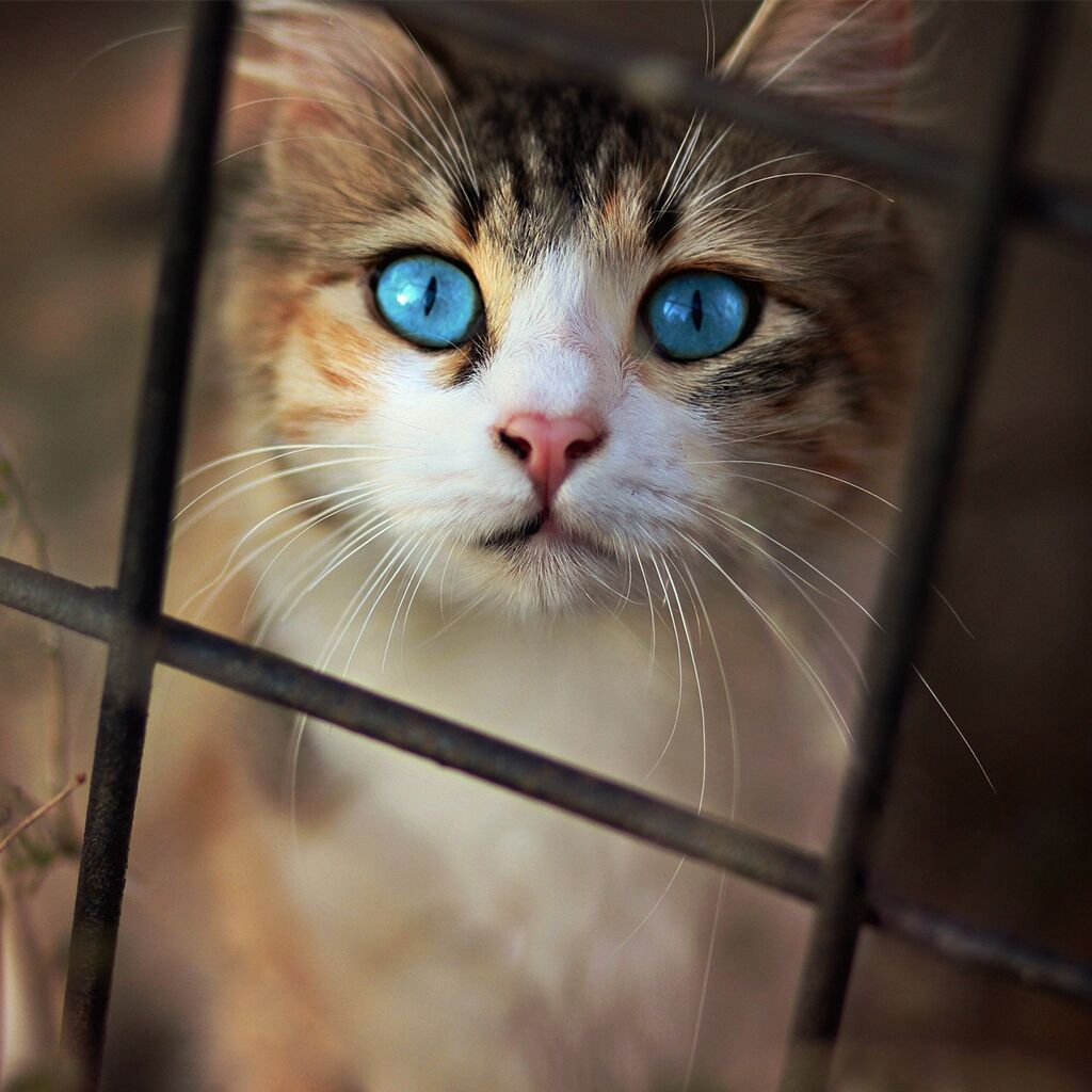 5 Wunderschöne Katzenrassen Mit Blauen Augen